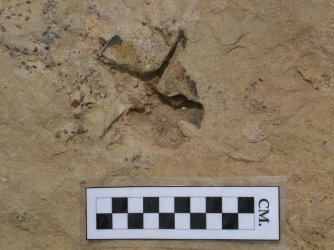 Vertebra mold Impression of a vertebrae in beige light brown rock. Small pebbles are visible in the rock beside it. A black and white checkered scale is placed below the fossil.