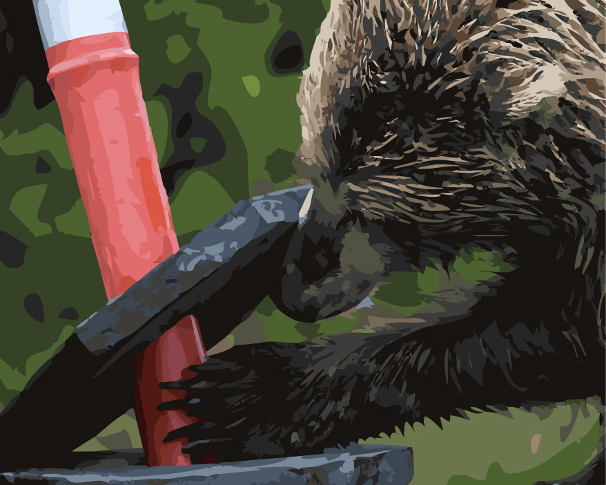 An bear looking for something underneath a traffic cone