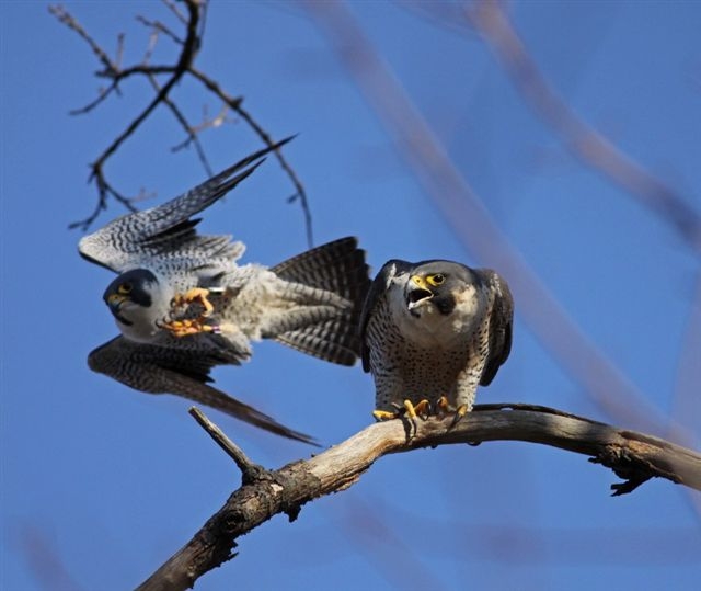 Peregrine Falcons Cuyahoga Valley National Park Us