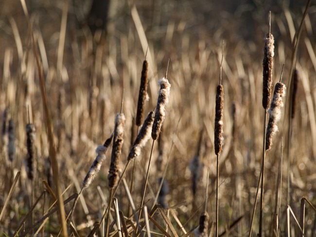 A dense stand of dried, beige cattail leaves and stalks with brown, hotdog-shaped spikes shedding fluffy seeds.
