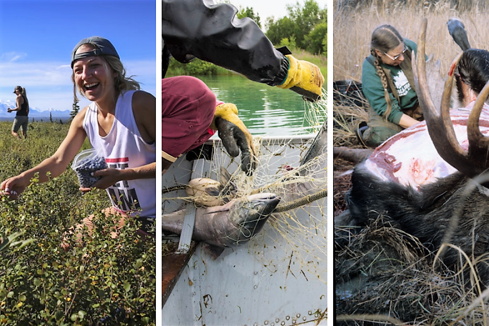 Alaskan subsistence users pick blueberries, harvest salmon, and hunt moose.