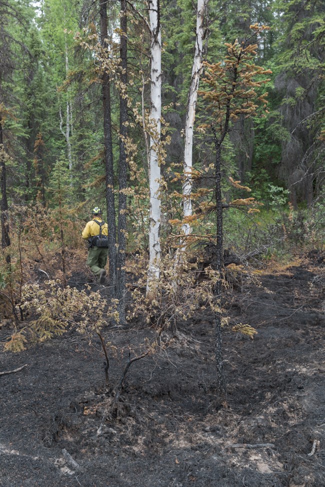 a firefighter stands in the background of a burned area of forest.