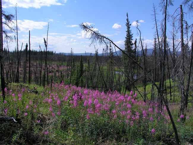 burned spruce trees reise above a field of purple fireweed