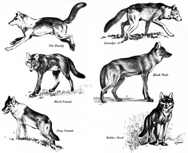 Identifying Denali's Wolves (U.S. National Park Service)