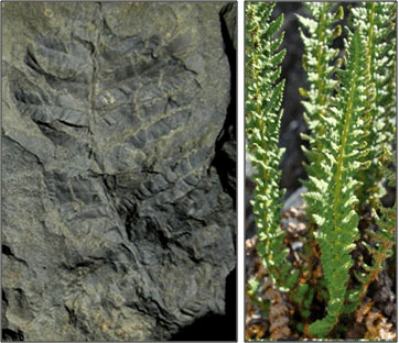Plant Fossils - Denali National Park & Preserve (U.S. National Service)
