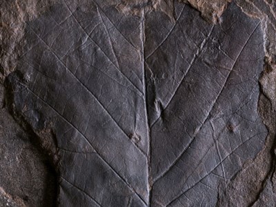 a fossil of a broadleaf