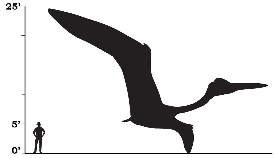 Pterosaur Denali National Park & Preserve (U.S. National Park Service)