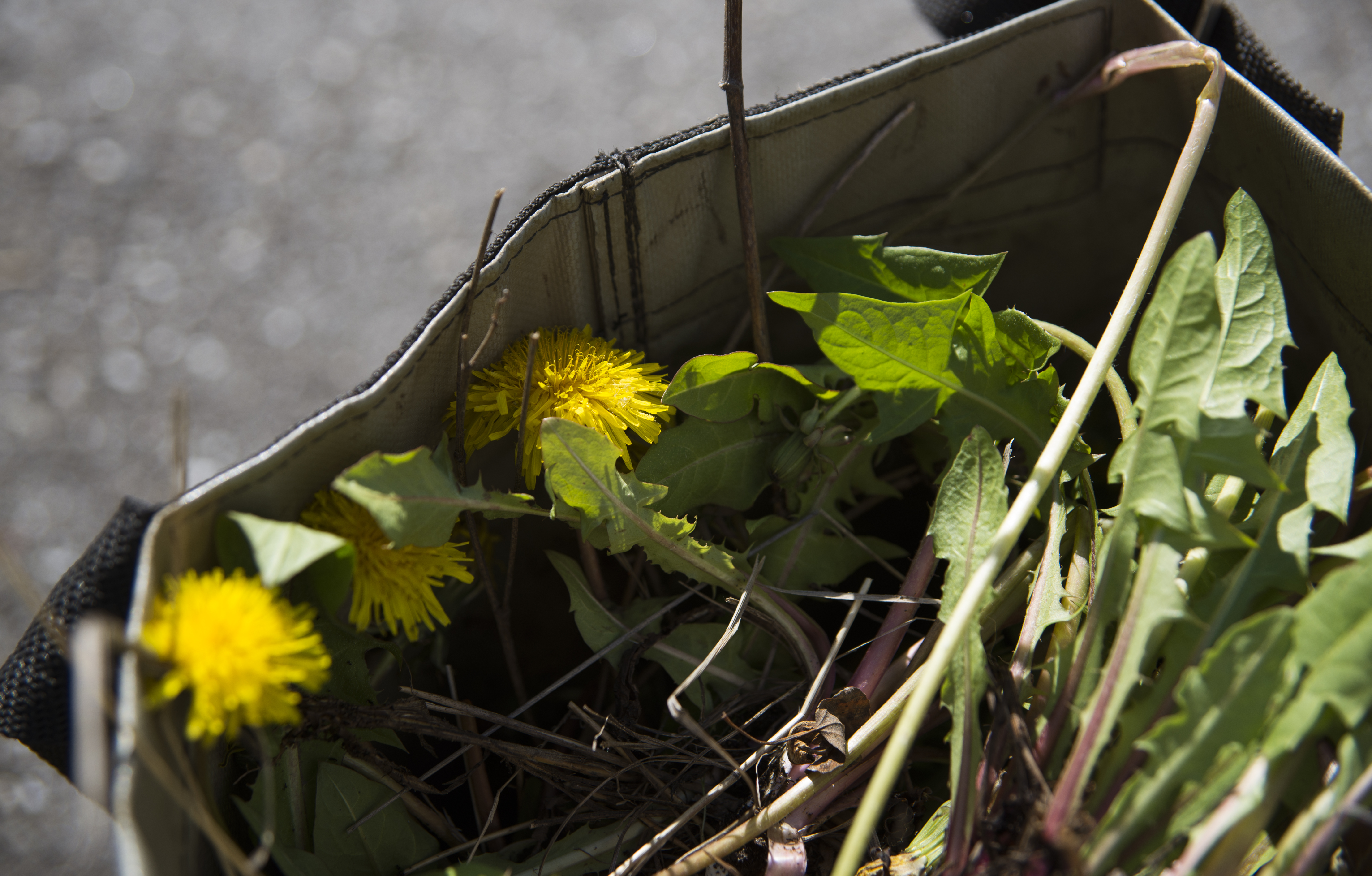 cardboard box full of dandelions