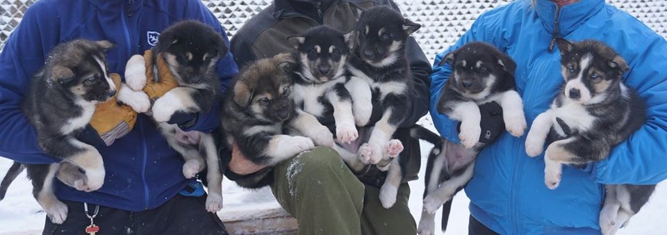 Webcam Sled Dog Puppies Denali National Park Preserve U S National Park Service