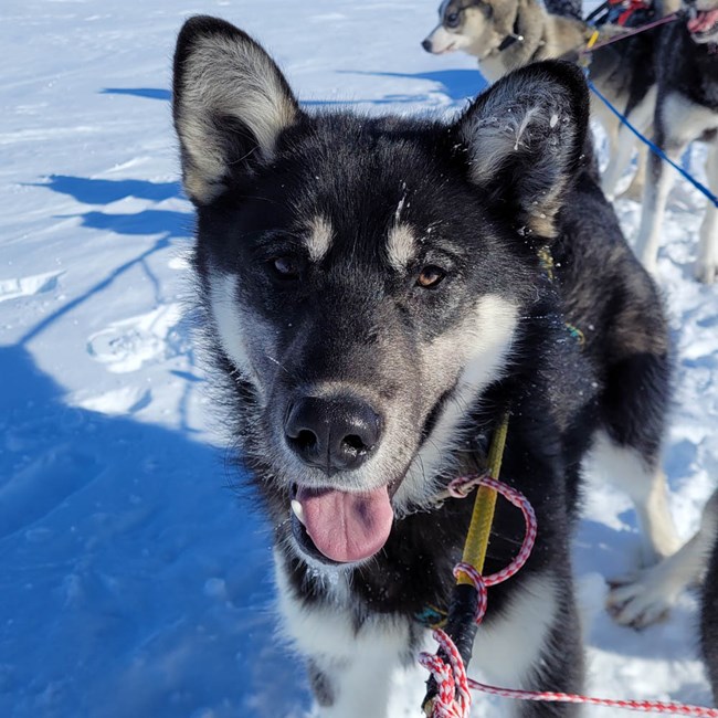 A black husky with white markings on legs and face stands in a team of sled dogs. The dog smiles at the camera with its tongue out.