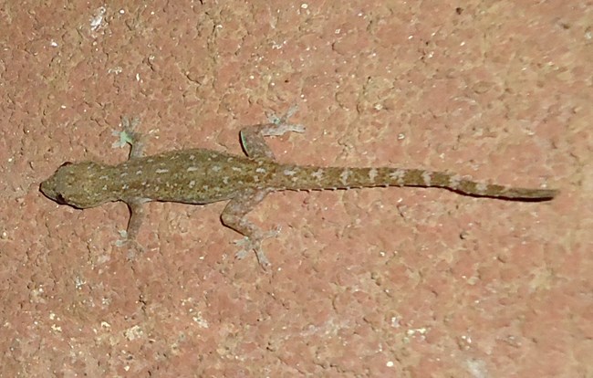Indo pacific gecko