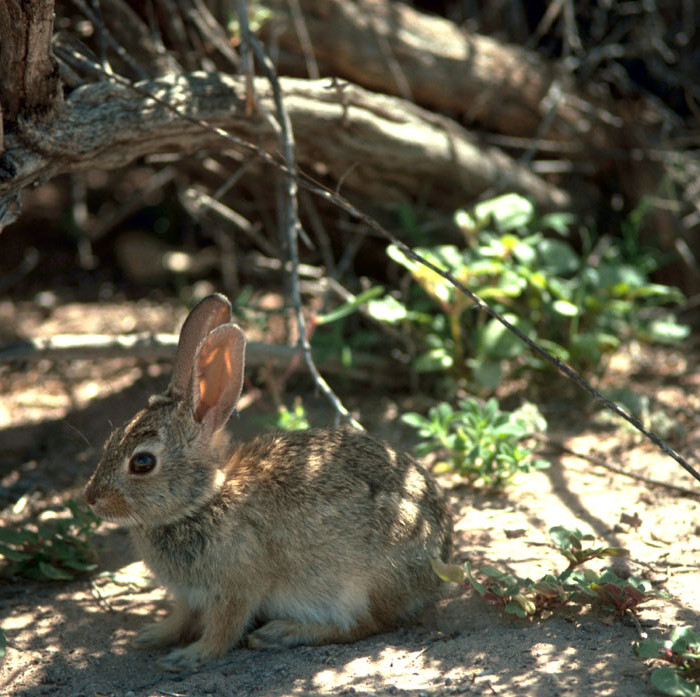 Rabbits - Devils Tower National Monument (U.S. National Park Service)