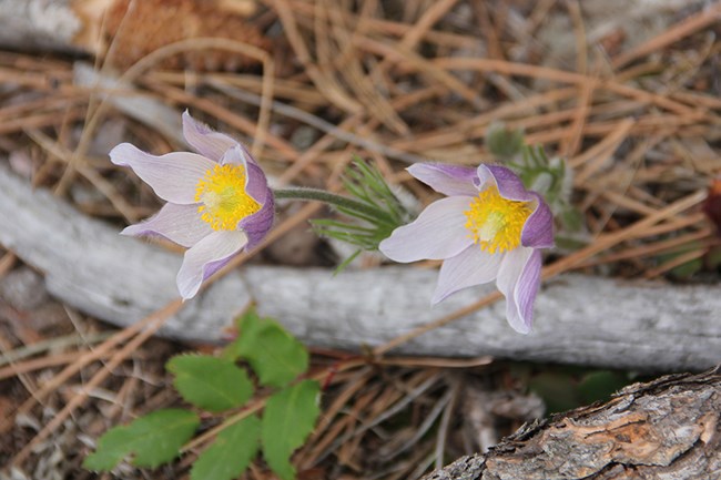 Two light purple flowers on the forest floor