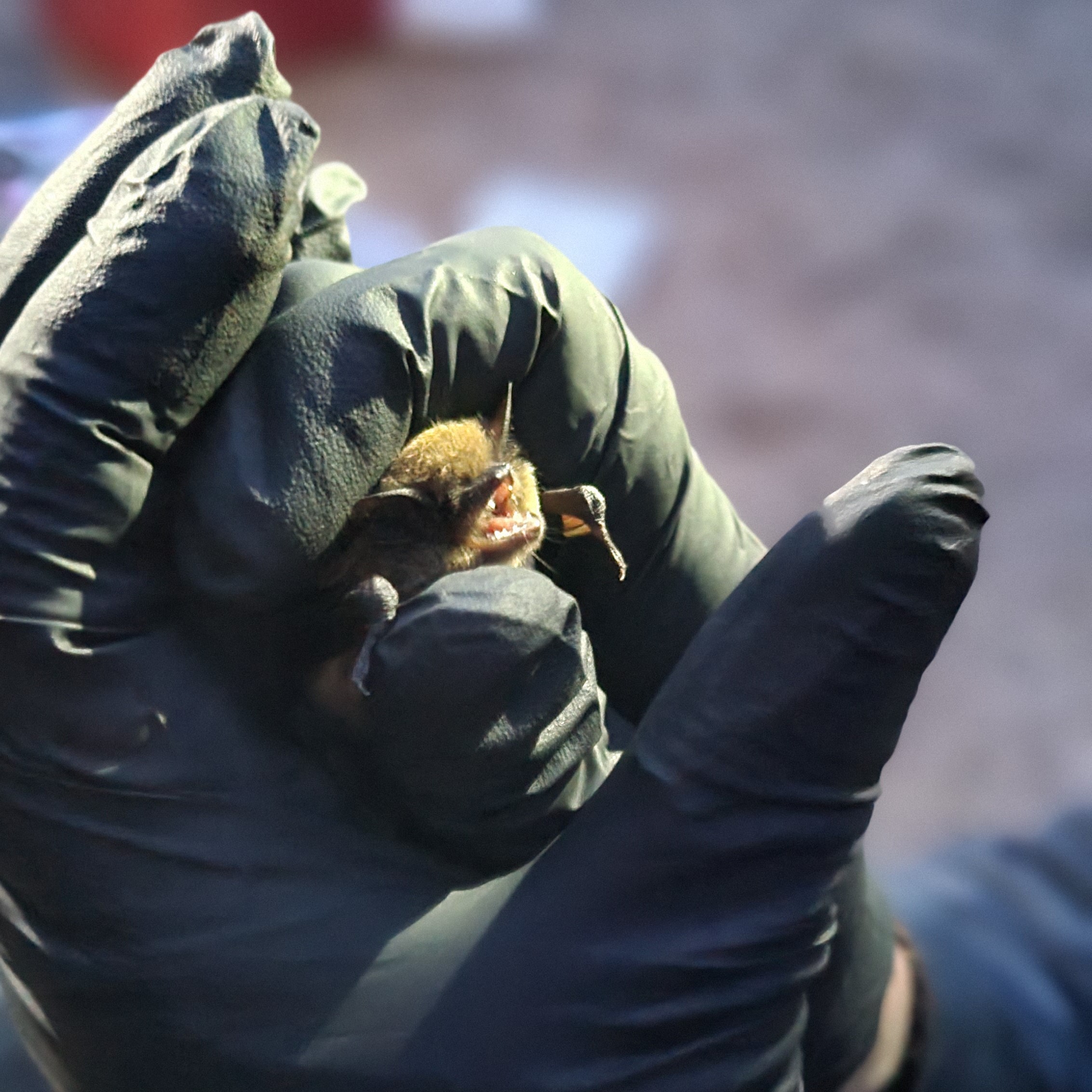 A Myotis volans bat being held by a pair of gloved hands.