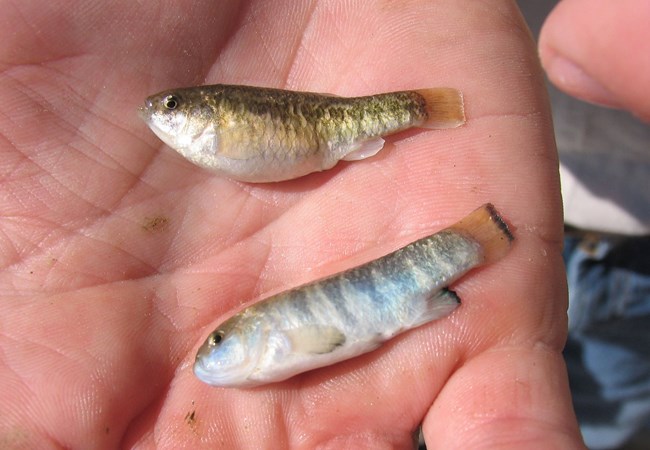 This image portrays two fish laid out on the palm of a human hand. The fish, different in color and texture, contrast against the skin tone of the hand, presenting an interesting visual composition.