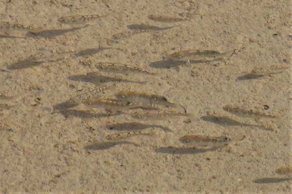 This image shows a group of small fish swimming in clear, shallow water. The sandy bottom is visible, detailed with light and shadow patterns created by the water surface.