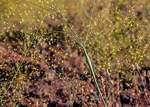 a green stem with a bulb and tiny yellow flowers