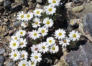 very small white daisy flowers