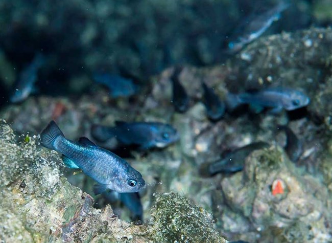 A small, vivid blue fish is captured swimming close to a rocky underwater landscape, surrounded by other slightly blurred blue fish in the background.