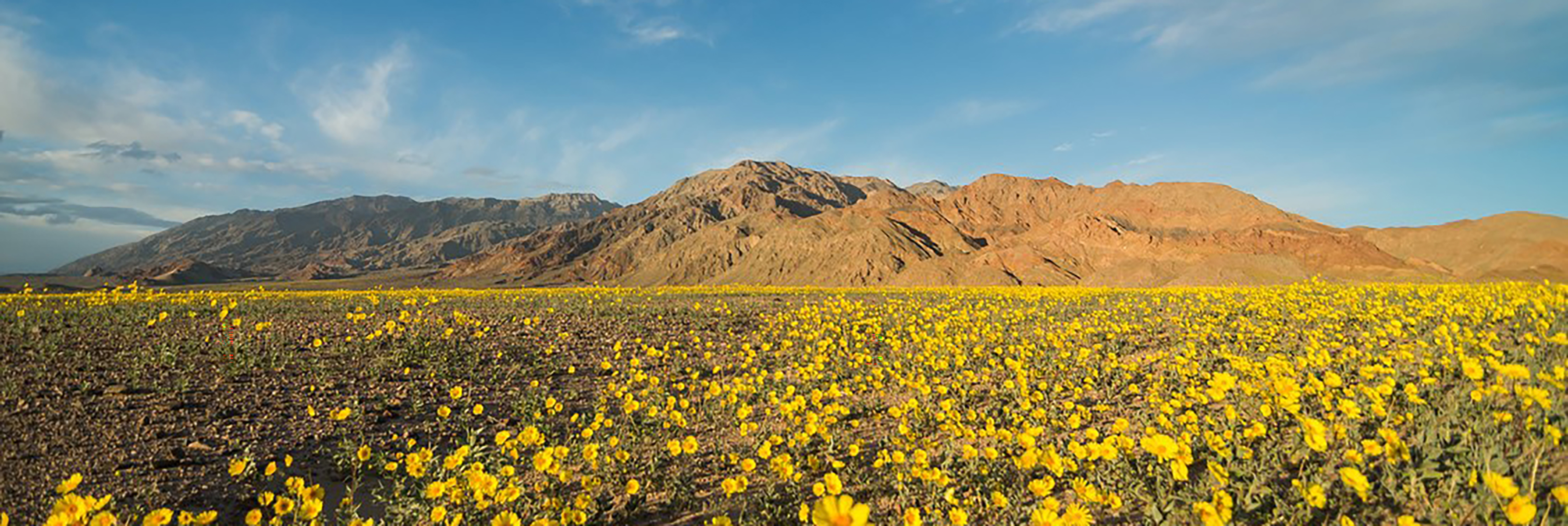 Desert Flowers Erupt in California 'Super Bloom