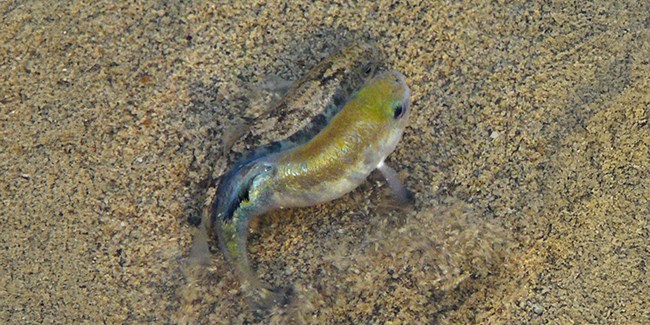 A small fish is partially submerged in clear water, with sunlight reflecting off its scales. The fish appears to be at the edge of the water, where the sand begins.