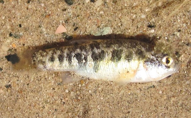 The photograph shows a small fish lying on sandy ground. The fish appears lifeless, with its body exhibiting a mottled pattern of colors. The surrounding sand includes scattered small stones and fragments.