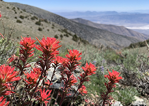 Wildflowers Death Valley National Park U S National Park Service