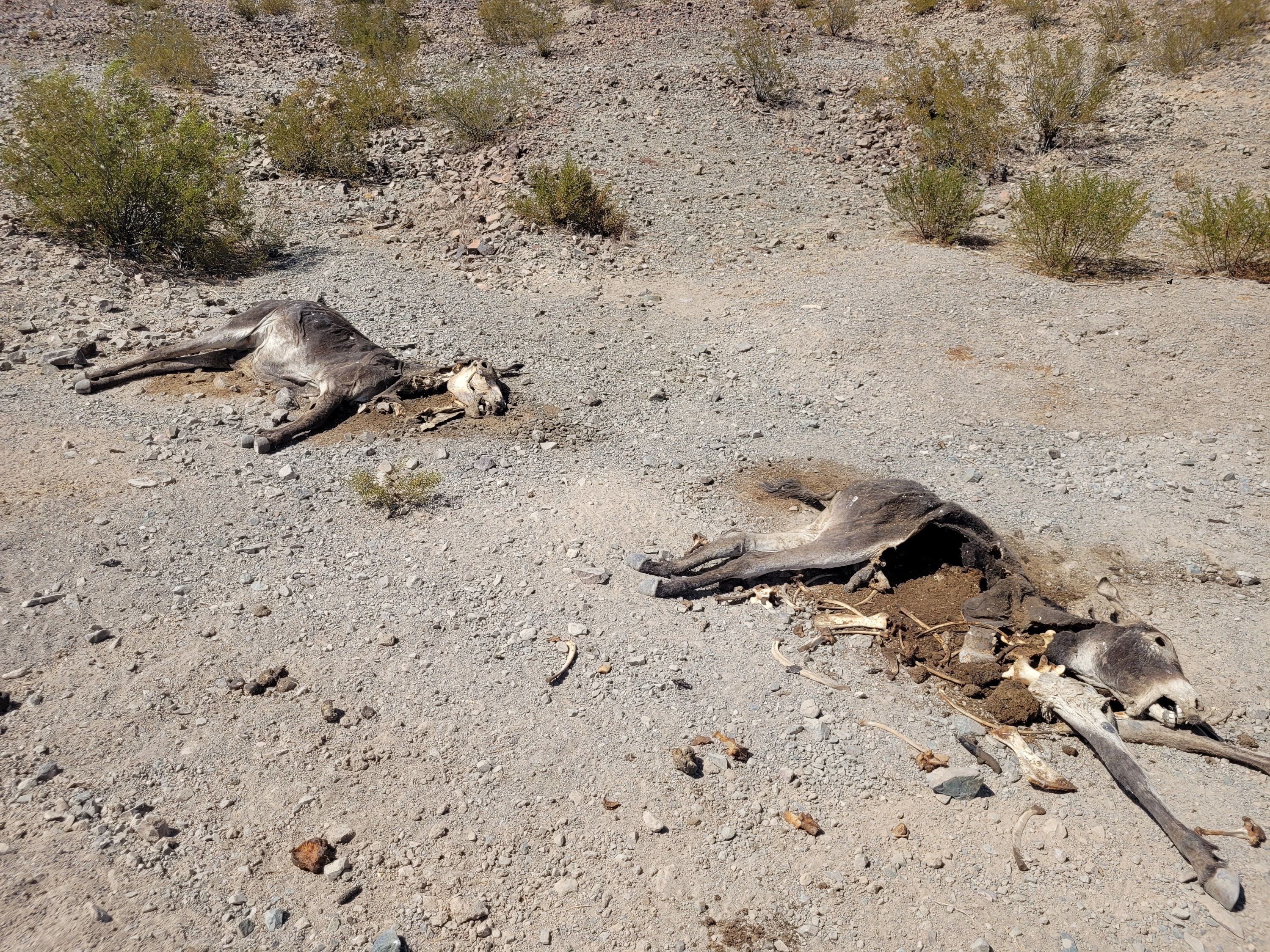 Two of the eleven dead burros found near Owls Hole Spring.