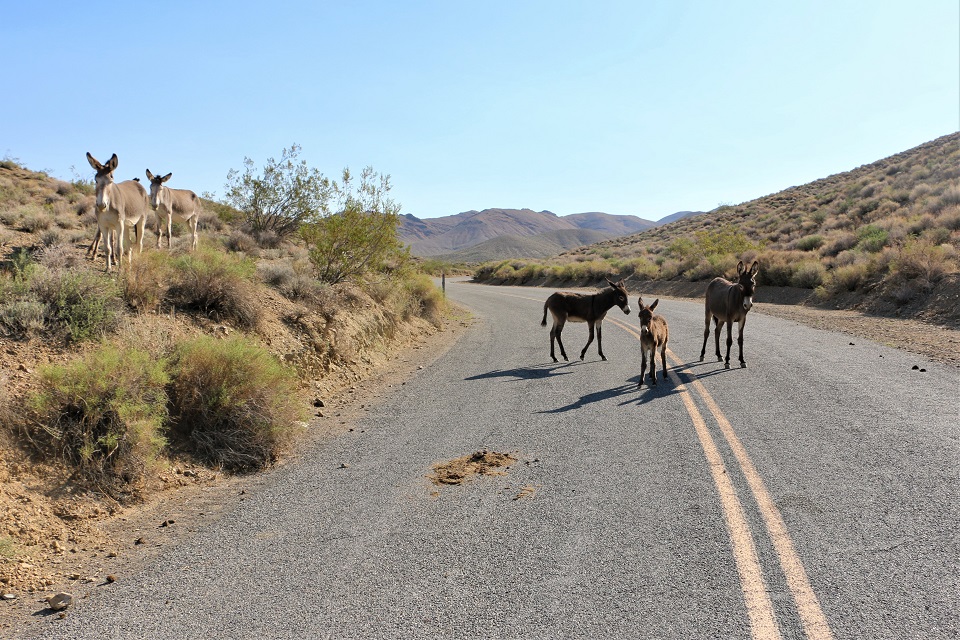 Three burros stand in the center of a paved road. Two more burros face the camera on a desert slope on the left of the road.