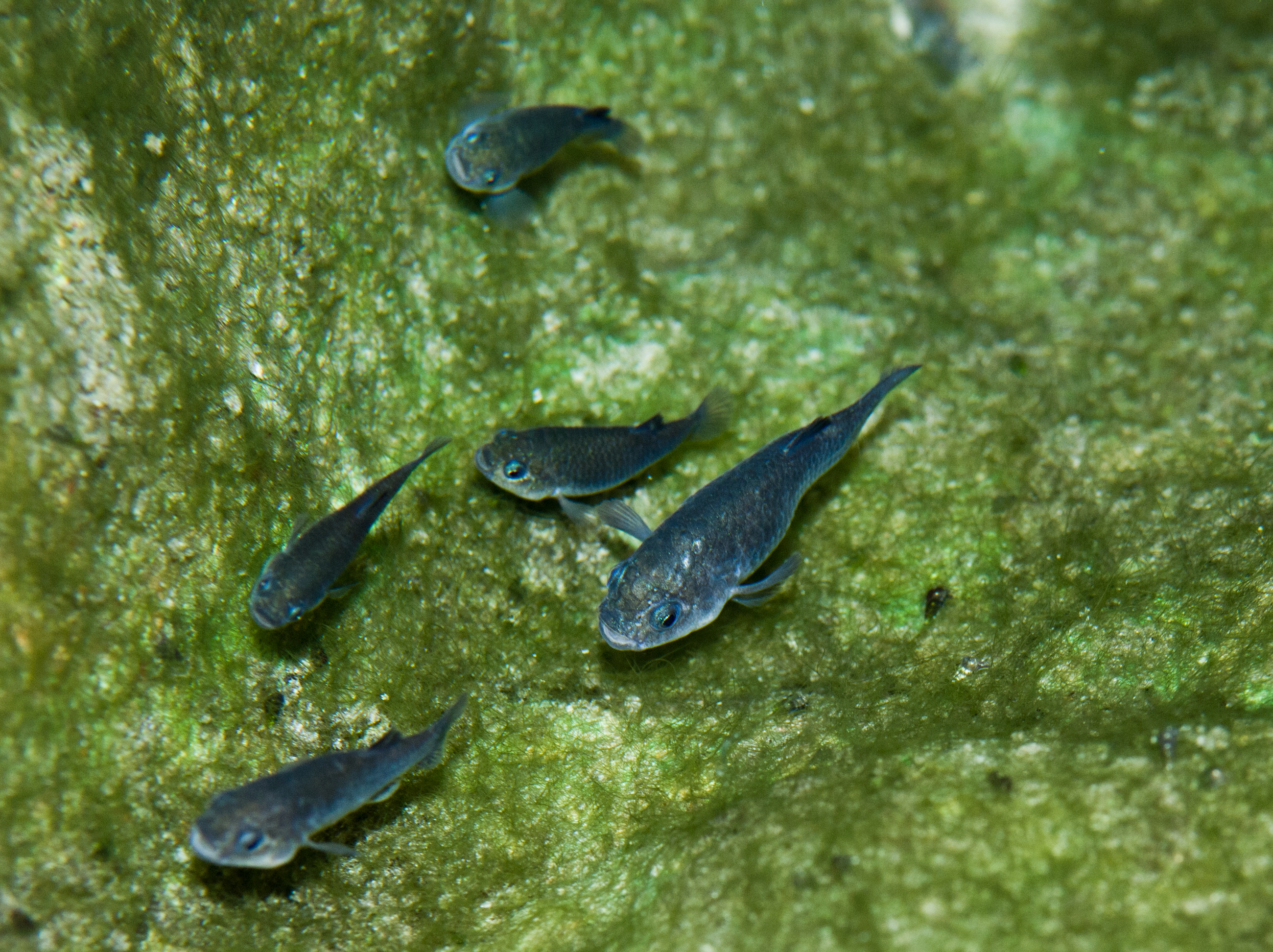 small blue fish with green algae