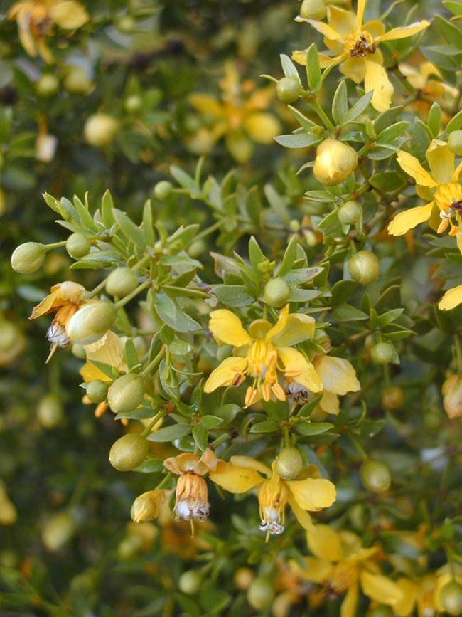 Small, glossy green leaves surround clusters of round buds and five-petaled yellow blossoms.