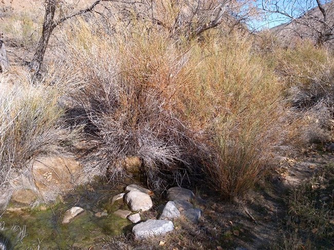 A small creek provides flows in a desert canyon with little vegetation.