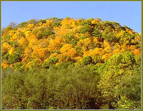 Forests - Delaware Water Gap National Recreation Area (U.S. National Park Service)