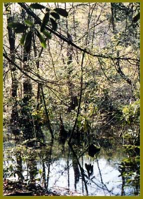 Watery forest floor with trees and rhododendrpn bushes