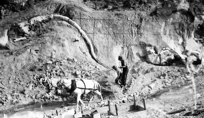 A black and white photograph of two men standing in front of the Carnegie Quarry with two mules. The rock wall shows a long line of plastered vertebrae easily double or triple the length of the mules' bodies.