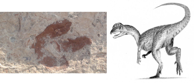 Breaking News: A theropod about the size or larger then T-rex has been  found (footprint fossils)in Australia! : r/Naturewasmetal