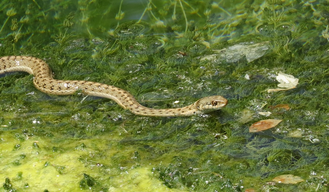 A tan and green colored snake with round eyes and blotchy dark spots swims through marshy water.