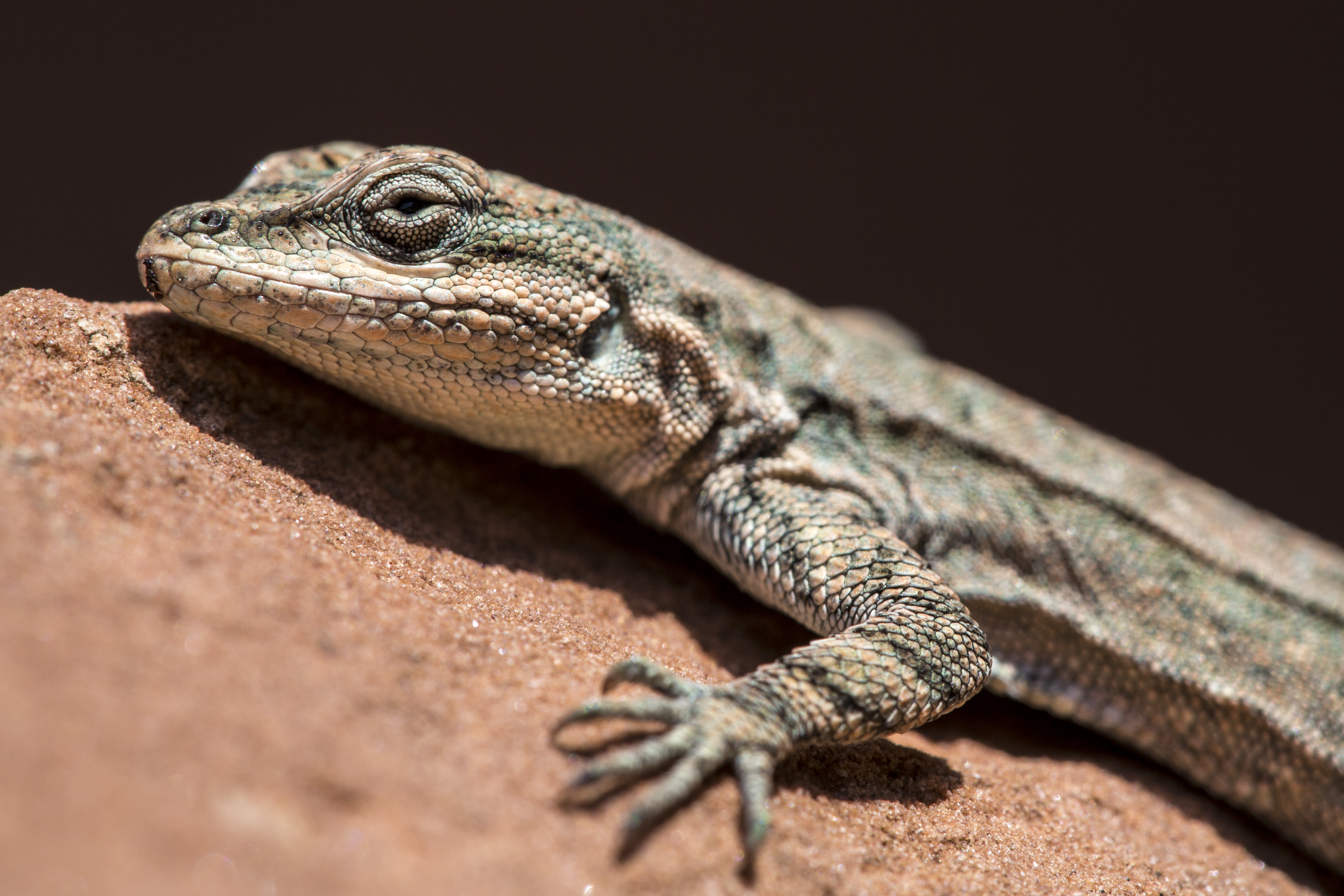 Reptiles - Dinosaur National Monument (U.S. National Park Service)