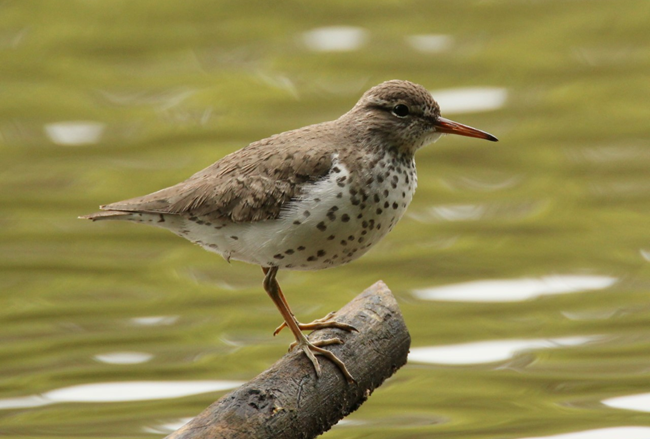 Spotted Sandpiper at Ninety Six National Historic Site by Rusty Wilson A small brown bird with a thin, pink beak, and white belly with brown spots perches on a branch near water.