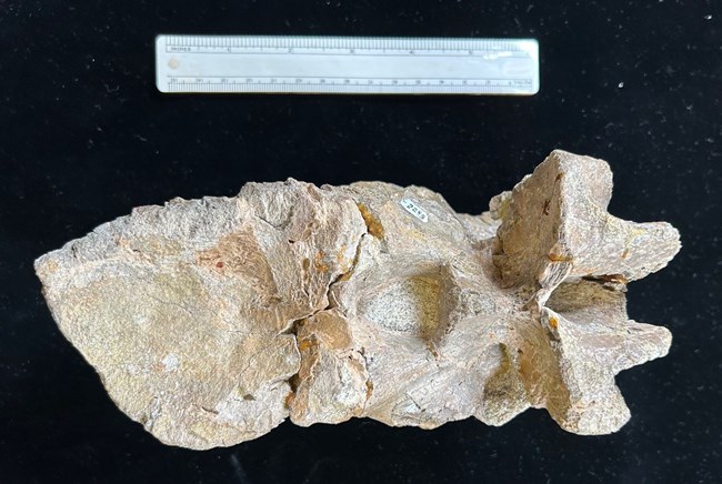A photo of the Torvosaurus tanneri vertebra fossil. It sits on a black background beside a ruler for scale.