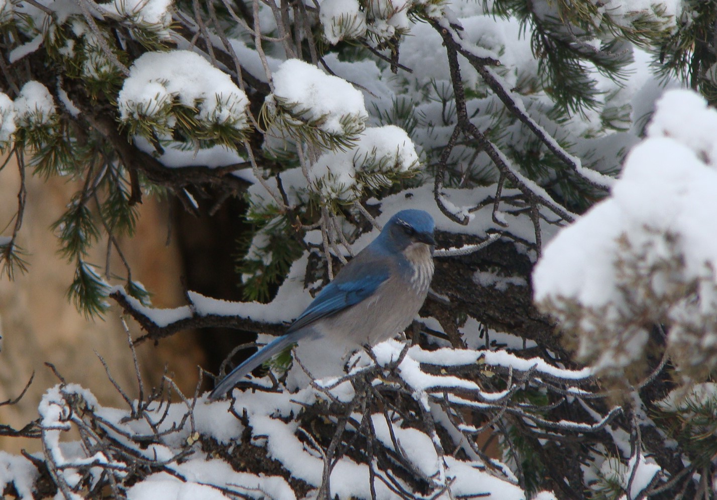 male red Cardinal on branch, just behind male Blue Jay intentional