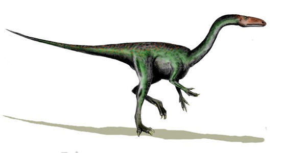 Coelophysis