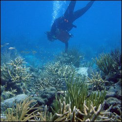 Our First Find of Staghorn Coral: Global Reef ExpedtionLiving