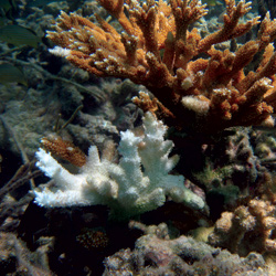 Corals - Dry Tortugas National Park (U.S. National Park Service)