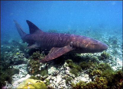 Nurse Sharks - Dry Tortugas National Park (U.S. National Park Service)
