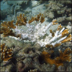 coral staghorn bleached dry national park tortugas asexual occur recovery fragmentation difficult corals regeneration diseased making through