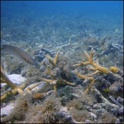 Staghorn Coral - Dry Tortugas National Park (U.S. National Park Service)
