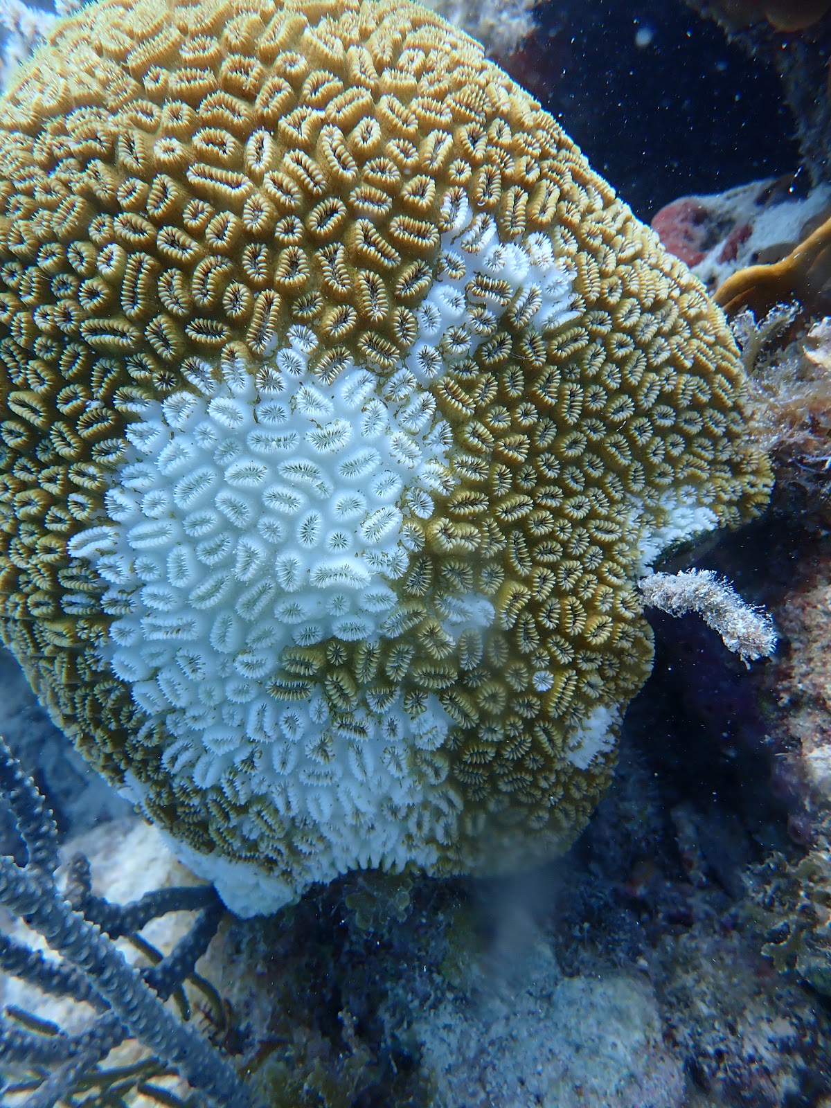 coral dating