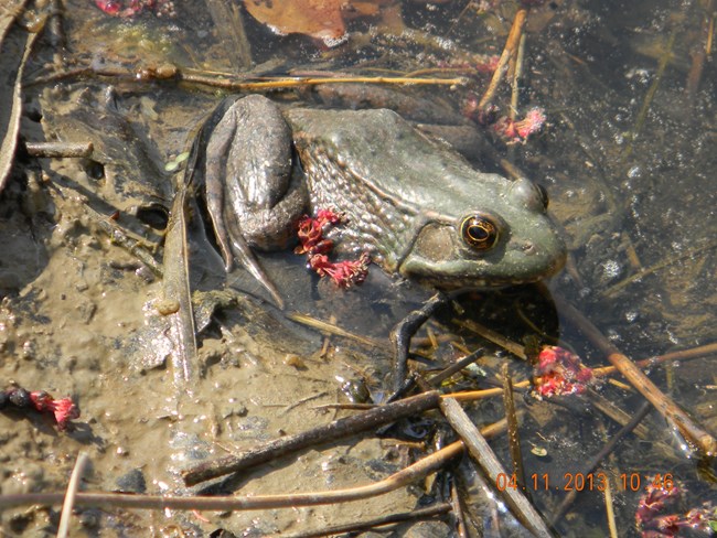 Frog in water