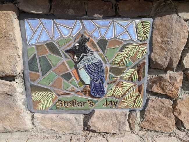 ELCA Mosaic Steller's Jay